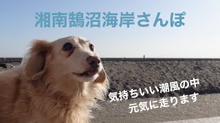 湘南鵠沼海岸さんぽ