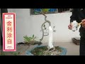 Bonsai Lover Lao Fang | 盆栽を植えて手入れするメリット