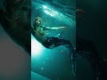 🌊sirens call unterwasser shooting mit bodypainting