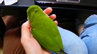 もじもじしながら撫でてほしいとアピールするコザクラインコ