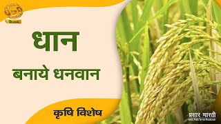 Krishi Vishesh | कृषि विशेष | धान बनाये धनवान | DD Kisan | May 30, 2024