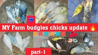 My farm budgies chicks update🔥🔥/in tamil/ @SJ Birds world