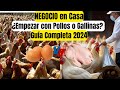 Que criar pollos de engorde o gallinas ponedoras? NEGOCIO EN CASA