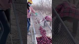 Amazing Sweet Jujube Fruit Harvesting from Farm | Natural Fresh  Red Dates #satisfying #shorts