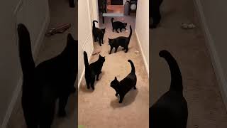 🐱 Funny and cute cats #FunnyCats Ep 4157