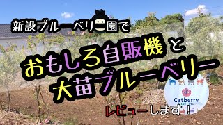 ★新設ブルーベリー園の見学★圧巻のオリジナル自販機！からの大苗の生育レビュー！