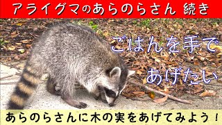 【のらと遊ぶ】野良アライグマに手でごはんをあげたい！😎 無理かな？😅