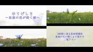 ゆりげしき ～亜麻の花が開く時～