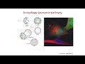 Autophagy and Neurodegeneration: Autophagy-lysosome Pathway in Neurodegenerative Disease