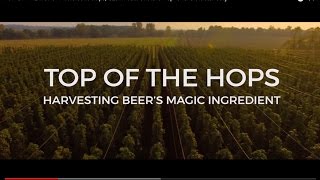 TOP OF THE HOPS: Saaz hops, Czech beer and the 'hop-lover's Glastonbury'