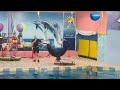 dolphin village dammam sea lion show saudi arabia tourist attractions dammam dolphin show