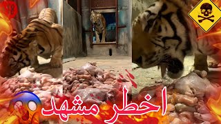 اكل الوحوش اخطر فقرة في العالم 😱🦁