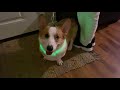 A Necessary for Night Dog Walking| BSEEN Nylon LED Dog Collar