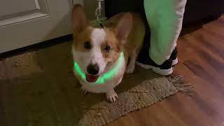 A Necessary for Night Dog Walking| BSEEN Nylon LED Dog Collar