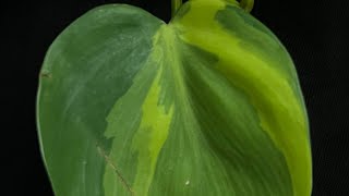 Some Common And Not-So-Common Philodendron Varieties…