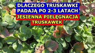 Dlaczego Truskawki PADAJĄ PO 2-3 LATACH. Jesienna Pielęgnacja Truskawek. Uprawa Truskawek w PRAKTYCE