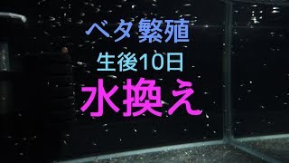 【ベタ 繁殖】生後10日 稚魚水槽の換水