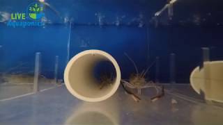 Macrobrachium Rosenbergii ... a.k.a. Freshwater Prawn