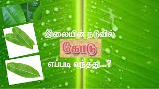 வாழைஇலையின் நடுவில் கோடு எப்படி வந்தது...?