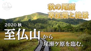 【尾瀬の自然を楽しみながら登る】日本百名山「至仏山」