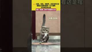 🐱：麻麻，麻麻，快看呀，这是我的宝宝。猫猫从外面叼回来一只小猫咪，开心得边走边晃。网友：真会挑，还叼了只好看的小三花。#猫猫