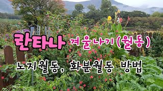 란타나 겨울나기(월동)