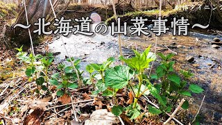 【北海道】朝の山菜採り～夜のラジオ収録