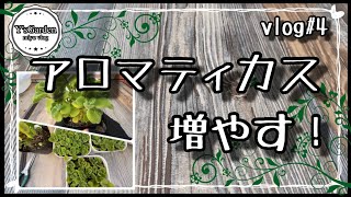 vlog#4【多肉植物】アロマティカスを増やしたい！