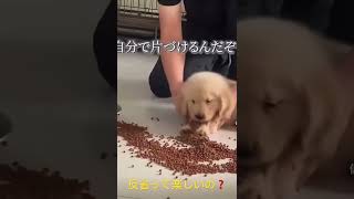 反省しない犬🐕🐶