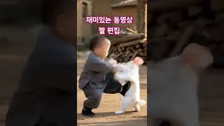 #재미있는 동영상 짤편집#동자와 토끼 대결