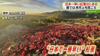 【綺麗】夏の名残のなか　きたー！日本一早い紅葉　北海道・大雪山系黒岳で秋の気配到来