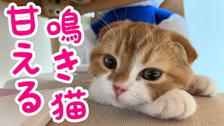 甘えん坊の子猫の鳴き声が可愛すぎてしんどい【スコティッシュフォールド】