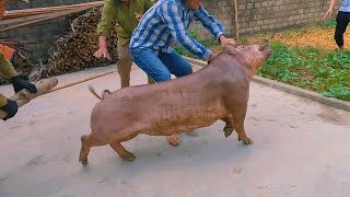 Xem thầy bắt lợn nhé các em | Watch me catch a pig, everyone