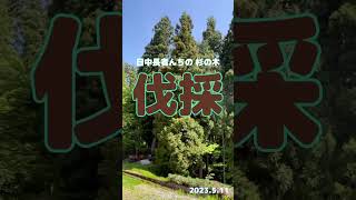 『伐採』日中長者んちの杉の木