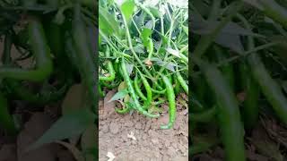 VNR sunidhi chilli crop farming//  vnr chilli seed