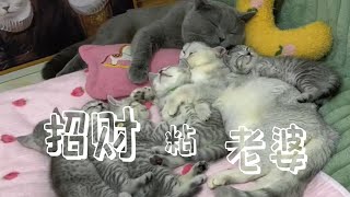 招財真的是，太黏她老婆了#猫咪的迷惑行为 #萌宠出道计划 #cat