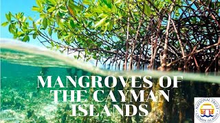 Mangroves of the Cayman Islands