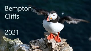 RSPB Bempton Cliffs 2021