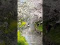 Cherry blossom tunnel and river in Kawagoe city in Saitama prefecture