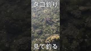 サイトオクトパッシング【見て釣る】タコ釣り #Shorts