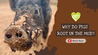 Why do pigs root in the soil? 🐷
