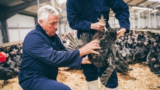 A look at the UK's first automated turkey wax plucking line