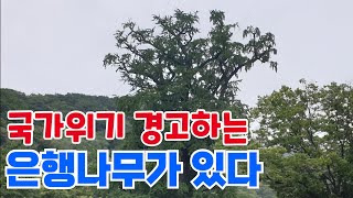 국가 위기를 경고하는 은행나무가 있다 | 경기도 양평군 용문사 | 백운봉/마의태자 | 의상대사 지팡이 | 정삼품 은행나무 | 자작시 ‘나이’ 최작가(CHOI)의 시처럼 그림처럼!