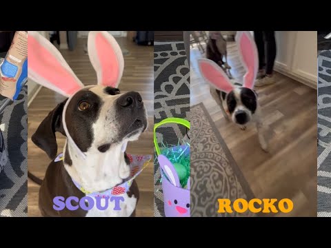 Dog Easter Egg Hunt Youtube