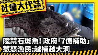 《社會大代誌》陸禁石斑魚! 政府\