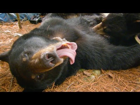 Why do bear cubs purr?