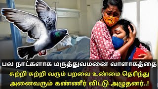 பல நாட்களாக மருத்துவமனையை சுற்றி சுற்றி வந்த பறவை உண்மை தெரிந்து கண்ணீர் விட்டனர் | thiraipanthal