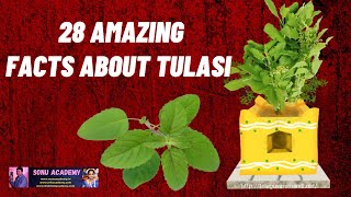 Tulasi | 28 Amazing facts about Tulasi | Interesting facts #tulasi