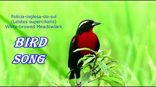 ♫ Canto Polícia inglesa do sul / papa arroz (Leistes superciliaris)#birds