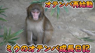 【赤ちゃん・ニホンザル・４K動画】ミウ、オテンバ再始動　（十八番ゼンカクばあちゃん踏み台有り）